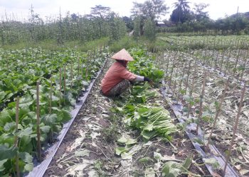 Dapak PPKM, Petani Terpukul, Harga Sayur Terjun Bebas