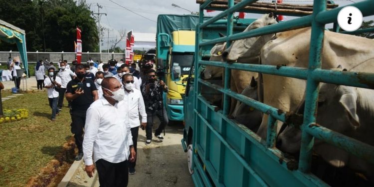 Gubsu Minta Labuhan Batu Kembangkan Ternak untuk Perkuat Ketahanan Pangan
