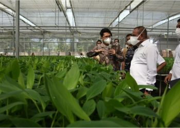 Inovasi Bidang Pertanian, Bibit Pisang Kultur Jaringan Dikembangkan