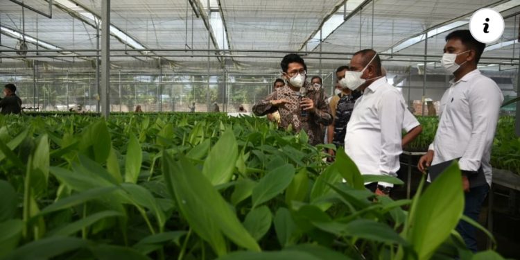 Inovasi Bidang Pertanian, Bibit Pisang Kultur Jaringan Dikembangkan