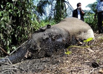 Polres Aceh Timur Tangkap Lima Pelaku Pembunuhan Gajah