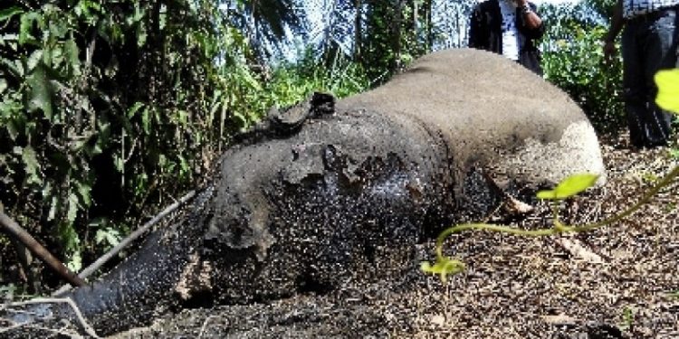 Polres Aceh Timur Tangkap Lima Pelaku Pembunuhan Gajah