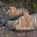 Tiga Harimau Sumatra Ditemukan Mati