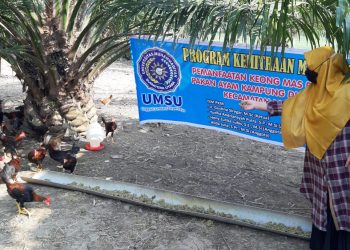 Mengubah Keong Mas Menjadi Pakan Ternak Berkualitas, Dosen Umsu Latih Petani