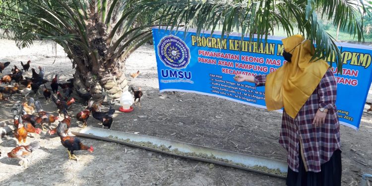Mengubah Keong Mas Menjadi Pakan Ternak Berkualitas, Dosen Umsu Latih Petani