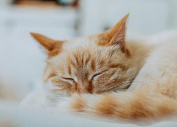 Kisah Kucing Rasulullah SAW dan Surga Neraka yang Dijanjikan