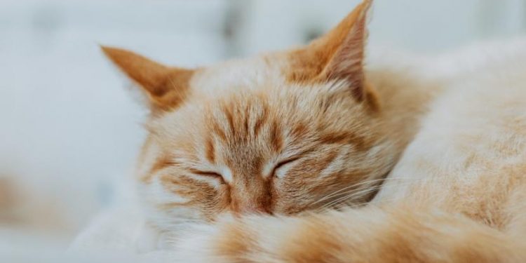 Kisah Kucing Rasulullah SAW dan Surga Neraka yang Dijanjikan