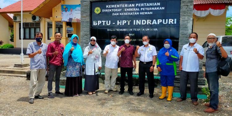 Aceh Optimis Mampu Kembangkan Sapi Lebih Besar
