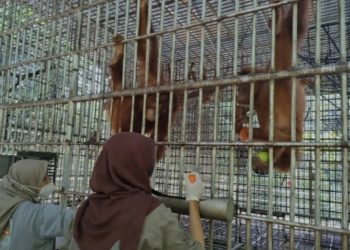 BBKSDA Sumut kirim lima orangutan ke Jambi