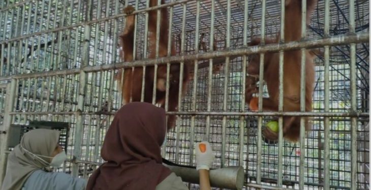 BBKSDA Sumut kirim lima orangutan ke Jambi
