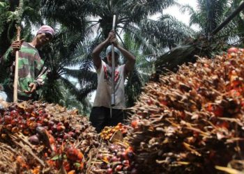 Lima Negara Penghasil Terbesar di Dunia