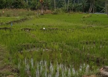 Tradisi Marsalap Ari Masih Hidup di Tengah Petani Kotanopan