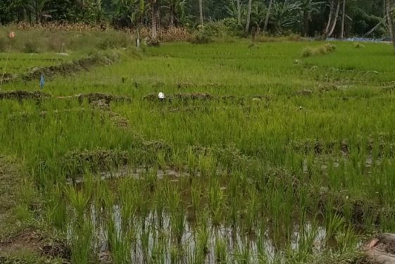 Tradisi Marsalap Ari Masih Hidup di Tengah Petani Kotanopan
