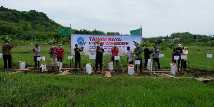 Inovasi Tanaman Pokok, MPM Pusat Lakukan Tanam Raya Pisang Cavendis