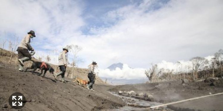 Semeru Kembali Erupsi, Pencarian Korban Dihentikan