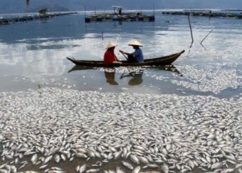 200 Ton Ikan di Danau Maninjau Mendadak Mati