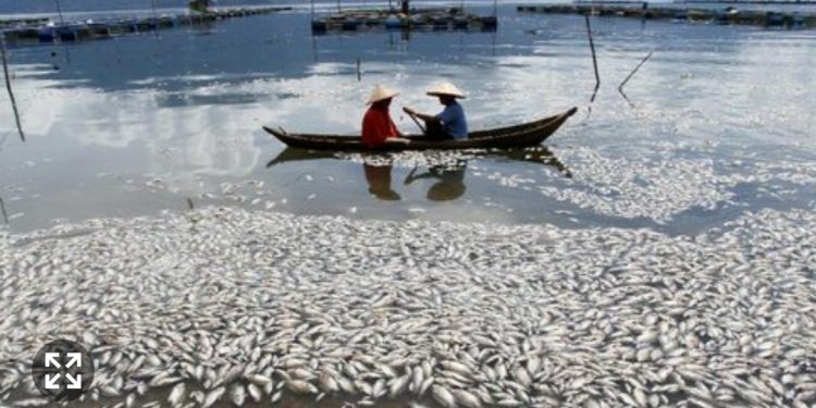 200 Ton Ikan di Danau Maninjau Mendadak Mati