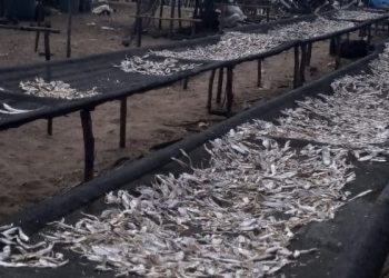 Hasil Tangkapan Sedikit, Harga Ikan Kering di Natal Melambung