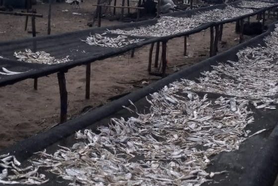 Hasil Tangkapan Sedikit, Harga Ikan Kering di Natal Melambung