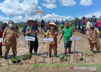 Padi Lokal Tapsel “Siporang” Mulai Ditangkarkan