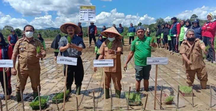 Padi Lokal Tapsel “Siporang” Mulai Ditangkarkan