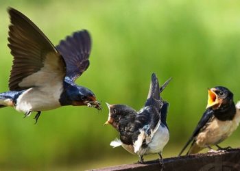 Khutbah Jum’at: Bertebaran Mencari Rizki dan Jangan Berputus Asa