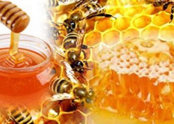 Guru Besar FKM Unhas Ungkap Madu sebagai Vaksin Kanker Alami