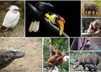 Ditemukan Satwa Dilindungi di Rumah Bupati Langkat, Gubsu Ingatkan KDH Jangan Lakukan itu