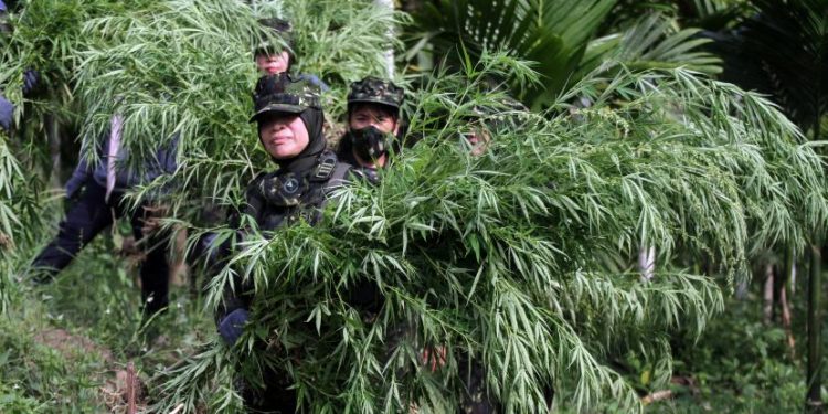 Polda Sumut Musnahkan Dua Hektare Ladang Ganja di Kabupaten Madina