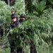 Polda Sumut Musnahkan Dua Hektare Ladang Ganja di Kabupaten Madina