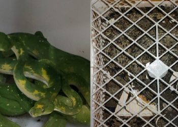 BKSDA Amankan Dua Satwa Dilindungi di Medan