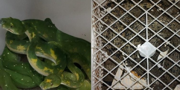 BKSDA Amankan Dua Satwa Dilindungi di Medan