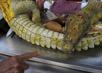 Perdagangkan 26 Satwa Dilindungi, Dua Pria di Medan Ditangkap