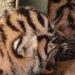 Tiga ekor anak harimau Sumatera lahir di Paluta