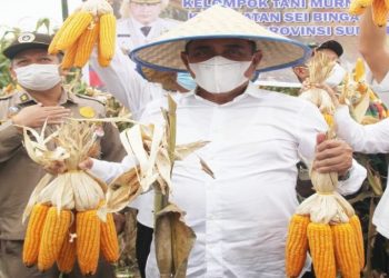 Sumatera Utara targetkan produksi jagung 1,624.357 ton