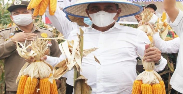 Sumatera Utara targetkan produksi jagung 1,624.357 ton