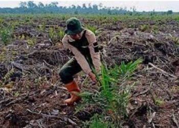 Kajati Turun, Taman Margasatwa di Langkat Jadi Kebun Sawit