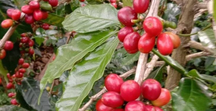 Kopi Gayo Juara Pertama Kompetisi Indonesia Cup of Excellence, Terlelang Rp 2,5 Juta/Kg