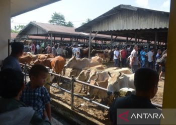 Jelang Megang Ramadan, Pasar Ternak di Aceh Meriah