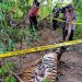 Dua harimau sumatra ditemukan mati di Aceh Timur