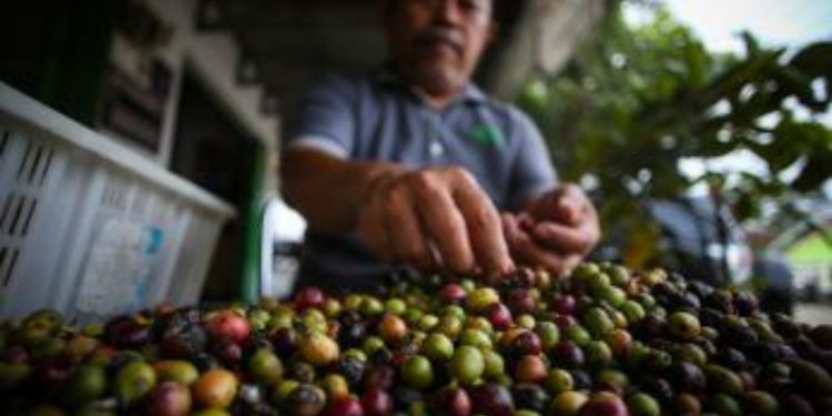 Dairi Ingin Kembalikan Kejayaan Kopi Sidikalang