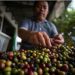 Dairi Ingin Kembalikan Kejayaan Kopi Sidikalang