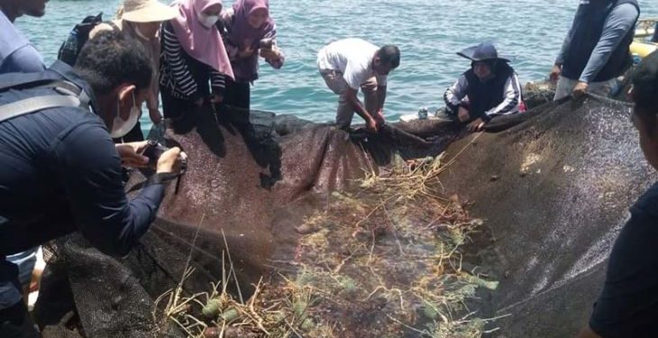 Simeulue kembangkan kampung lobster