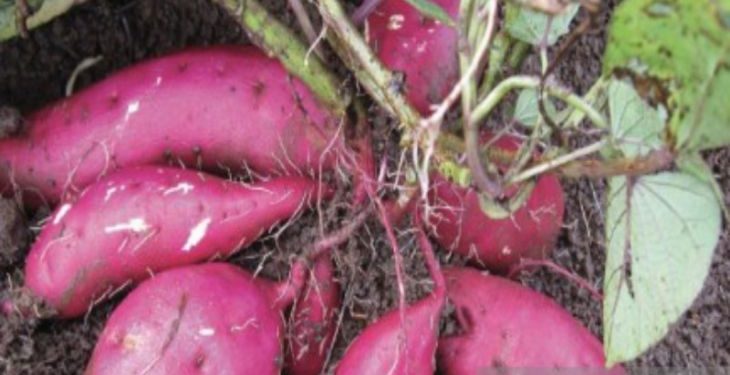 Sumut raih Rp3,617 miliar dari ekspor ubi jalar