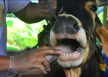 MUI Siapkan Panduan Qurban Antisipasi Penyebaran Wabah PMK