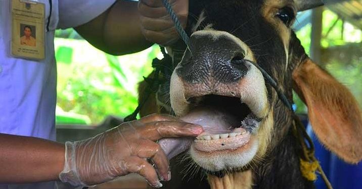 MUI Siapkan Panduan Qurban Antisipasi Penyebaran Wabah PMK