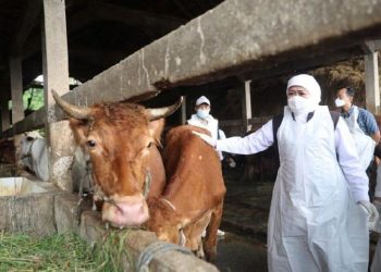 Jawa Timur Hadapi Wabah Penyakit Mulut dan Kuku, Empat Kabuaten Diisolasi