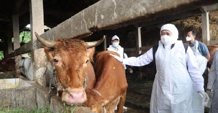 Jawa Timur Hadapi Wabah Penyakit Mulut dan Kuku, Empat Kabuaten Diisolasi