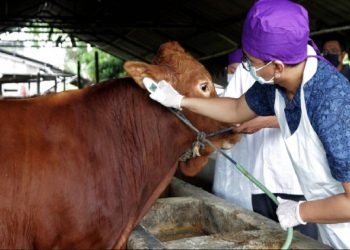 Wabah Penyakit PMK Makin Meluas, Ribuan Hewan Ternak di Jawa Barat Positif