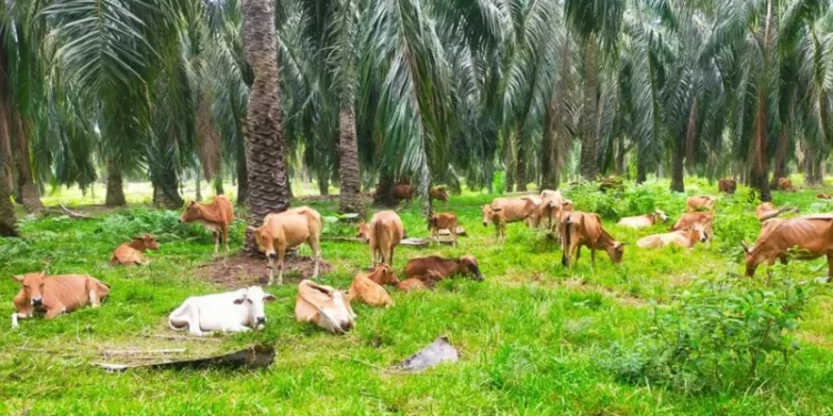 Penyakit Mulut dan Kuku (PMK) Hewan Ternak Terus Meluas